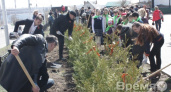 На «Чижовском плацдарме» высадили «Аллею Памяти»