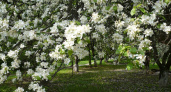 Глава Воронежа не видит препятствий к вырубке яблоневого сада