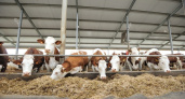 Воронежский опыт поможет ликвидировать дефицит молока-сырья в России