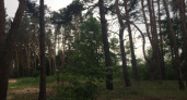 В Воронеже власти разорвали контракт по санитарной вырубке Северного леса