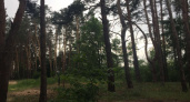 Мэрия Воронежа определила судьбу Северного лесопарка