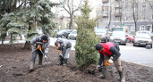 В воронежском сквере имени Куцыгина высадили молодые голубые ели