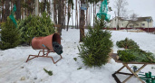 В Воронеже стартовали рейды по несанкционированным елочным базарам 