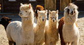 Воронежский бизнесмен открывает в Ярославской области шестой парк альпак 
