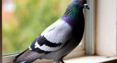 Что означает голубь на вашем подоконнике: важные знаки, которые нельзя игнорировать - вот что предвещает