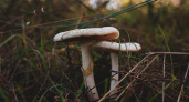 Бледная поганка появилась в воронежских лесах