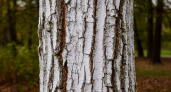 Главное правило: вот на такую высоту необходимо белить стволы деревьев осенью – мало кто знает
