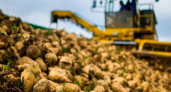 Воронежские аграрии собрали рекордные 1,2 миллиона тонн сахарной свеклы