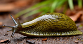 Испанские слизни покинут ваш огород быстрее некуда: 3 метода борьбы с вредителями на огороде