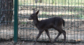 В воронежском зоопитомнике родилась лань