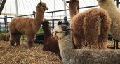 250 альпак пройдут месячный карантин в воронежском парке
