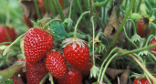 Сколько лет можно выращивать клубнику на одном месте – опытный агроном дал ответ