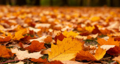 Опавшие листья — золото для вашего огорода: как получить удобрение, на котором всё растет