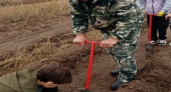 Воронежские школьники высадили 1000 сосен в поддержку акции «Сохраним лес»