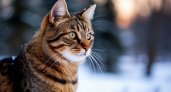 Тайная жизнь кошек зимой: как они выживают в морозы на улице