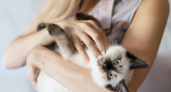 Не случайная встреча: для чего кошка приходит в жизнь женщины