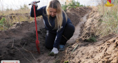На Кожевенном кордоне под Воронежем высадили 23 тысячи молодых сосен