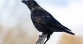 Обычные вороны оказались гениями: как птицы творят по памяти