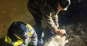 Воронежские инспекторы ГИБДД спасли раненую собаку после ДТП в Верхнехавском районе