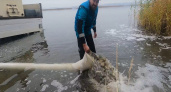 Сто тысяч мальков сазана и толстолобика выпустили в Воронежское водохранилище