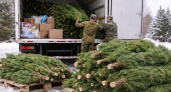 Новогодние сосны от воронежских лесников передали нуждающимся семьям и соцучреждениям