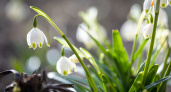 В Воронеже 1 марта распустились первые подснежники