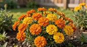 Куда посадить бархатцы не только для красоты, но и для пользы: мой опыт и советы — незаменимые помощники