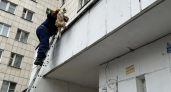 Спасатели эвакуировали застрявшего кота с козырька воронежской многоэтажки