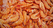 В Воронежской области планируют создать первую креветочную ферму