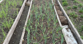 Последняя подкормка чеснока — и больше ни грамма не даю: "тройчатка" делает головки с кулак, соседи просят рецепт