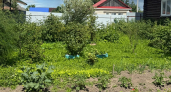 Вставляю пластиковые вилки в грядку и радуюсь урожаю: ушлые огородники всегда так делают, и вот зачем