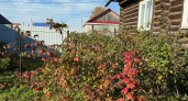 Вношу только одно удобрение для всех культур осенью — готовит сад к зиме лучше 10 разных подкормок