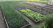 Уже 8 лет делю осенние сидераты на 2 группы: одни оставляю до весны, другие скашиваю — запомните это правило
