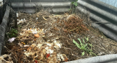Посыпаю компостную кучу этой смесью в сентябре — перегнивают даже толстые ветки: нужно всего 2 копеечных компонента