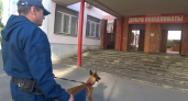 В Воронеже перед выборами проверили избирательные участки с кинологами