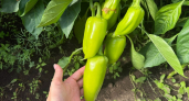 4 сорта сладкого перца не подведут даже в плохое лето — мясистые, с толстыми стенками и до 10 кг с грядки