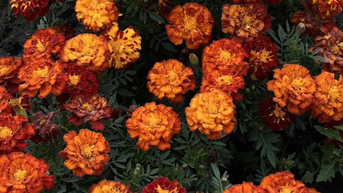 Сажала бархатцы годами, пока теплицу не съел клещ. Теперь делаю иначе