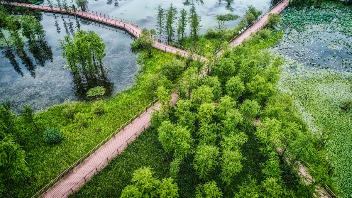 Более 4 тысяч деревьев появятся в Воронеже: карта новых зеленых зон