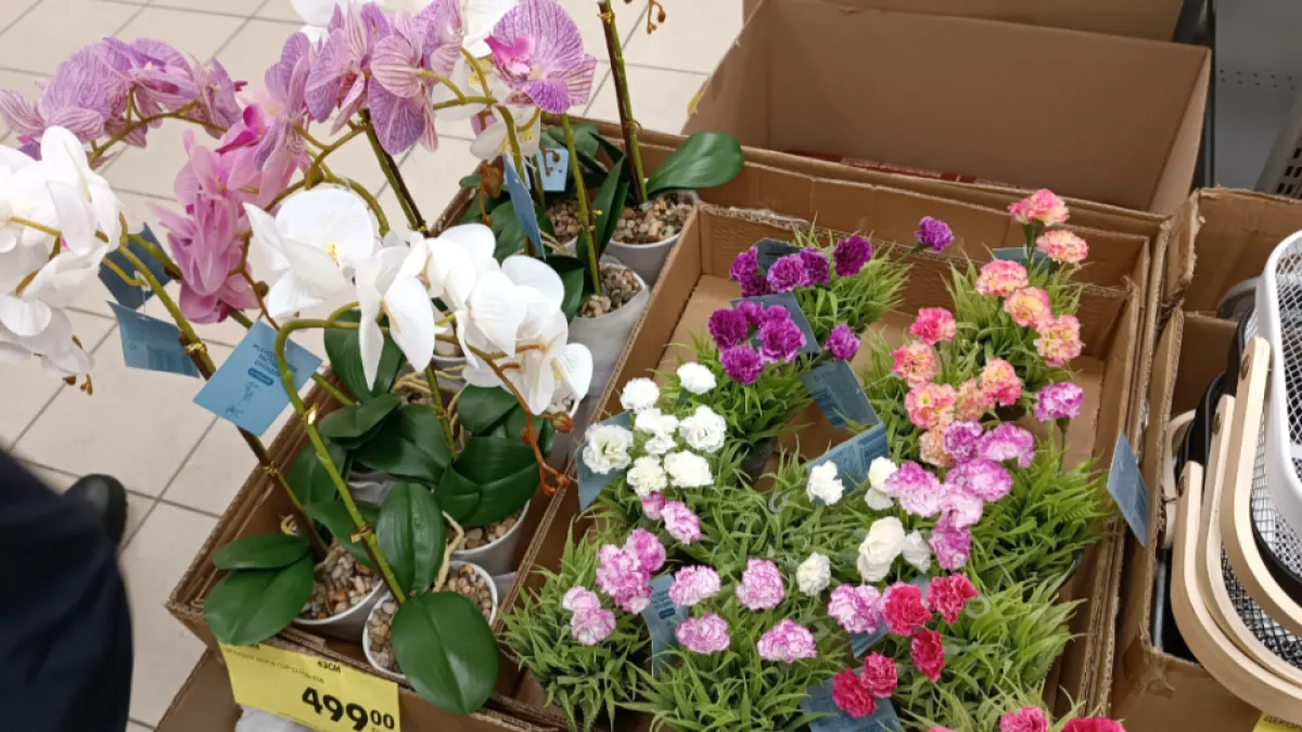 Цены, от которых не отказаться: что привезли в Чижик в марте