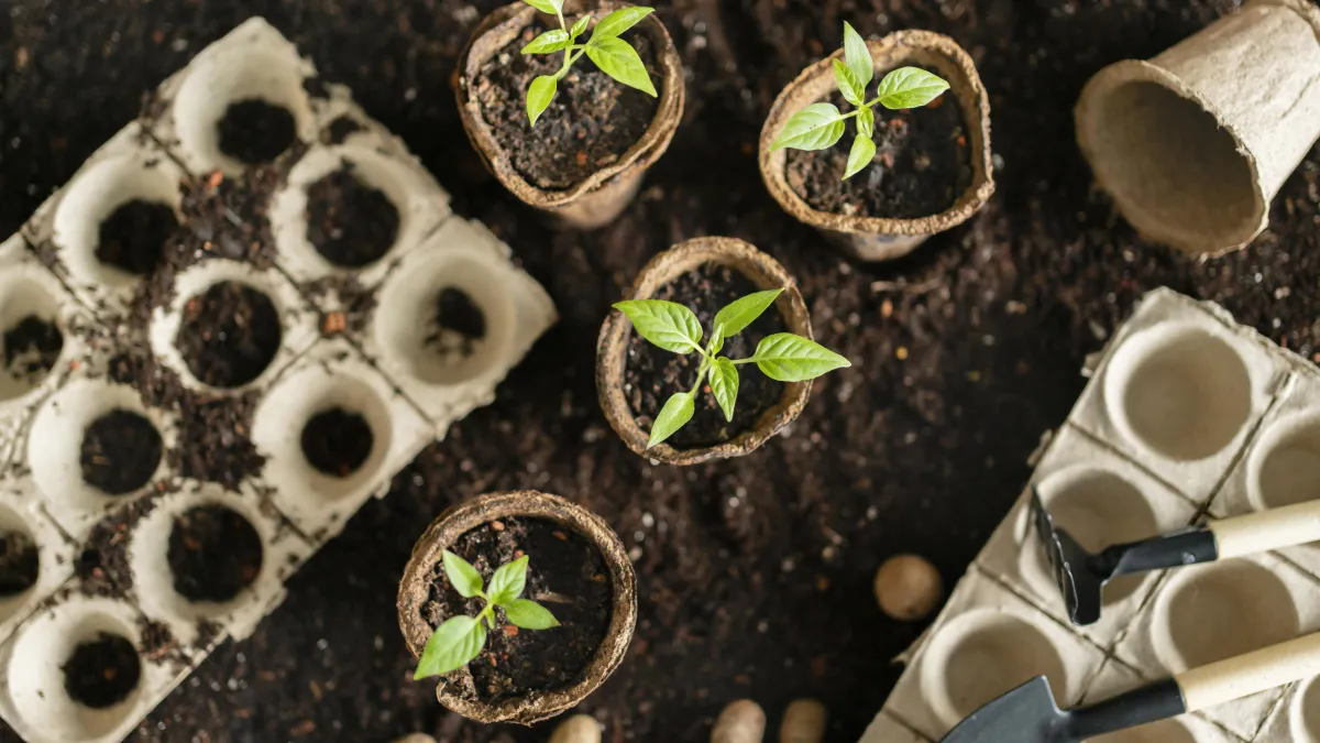 Копаю яму 60 на 60 под томаты в апреле. Поливаю весь июль — 1 раз за 7 дней