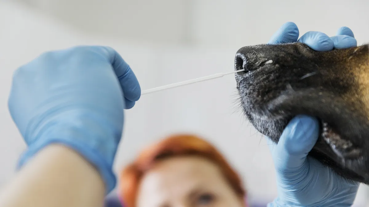 Два села под Воронежем попали в карантин по бешенству