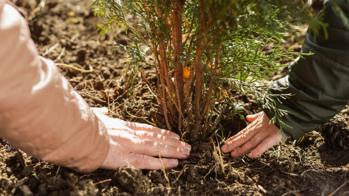 Более 4,1 тыс. деревьев собираются посадить в 2026 году в Воронеже