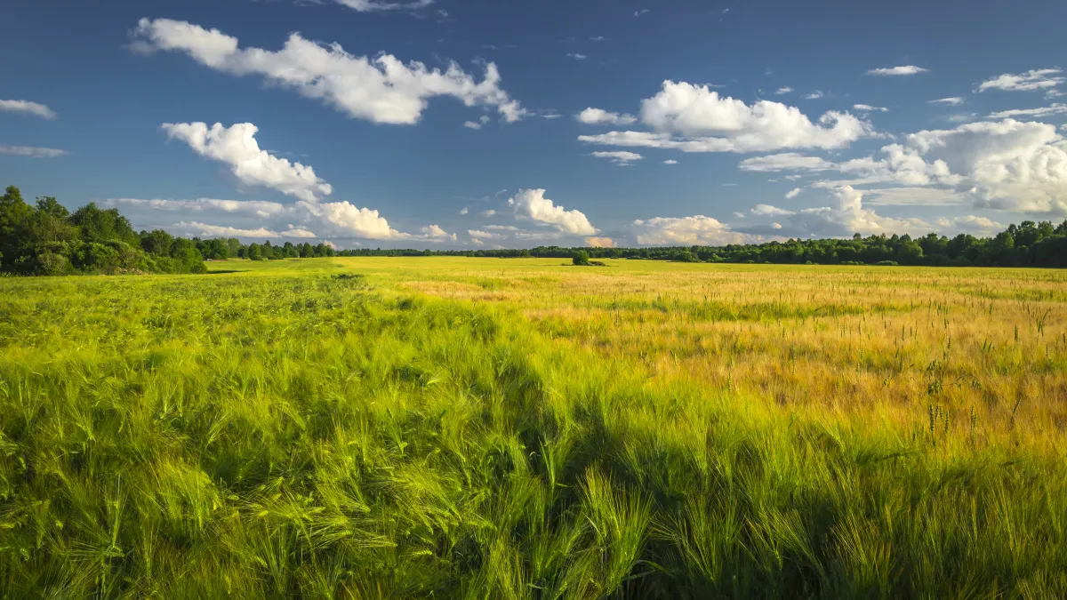 В Воронежской области утвердили список опасных растений  