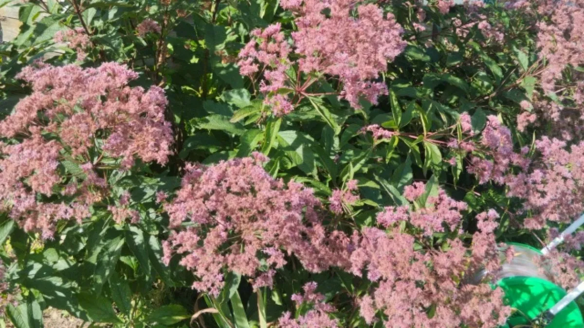 Мои любимые садовые цветы: как я добиваюсь пышного цветения однолетников — делюсь проверенными секретами