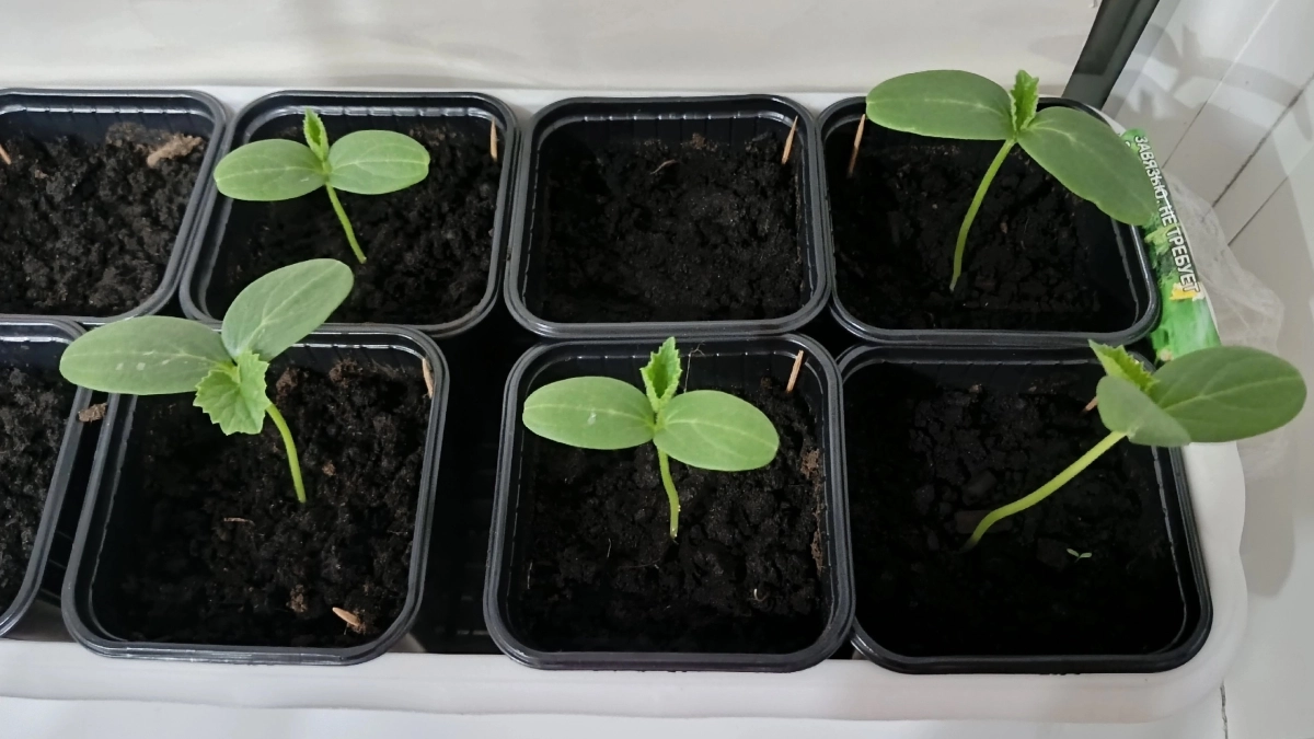 Лунный календарь рассады на март 2026: благоприятные дни для посадок. Запомните, чтобы не остаться без урожая