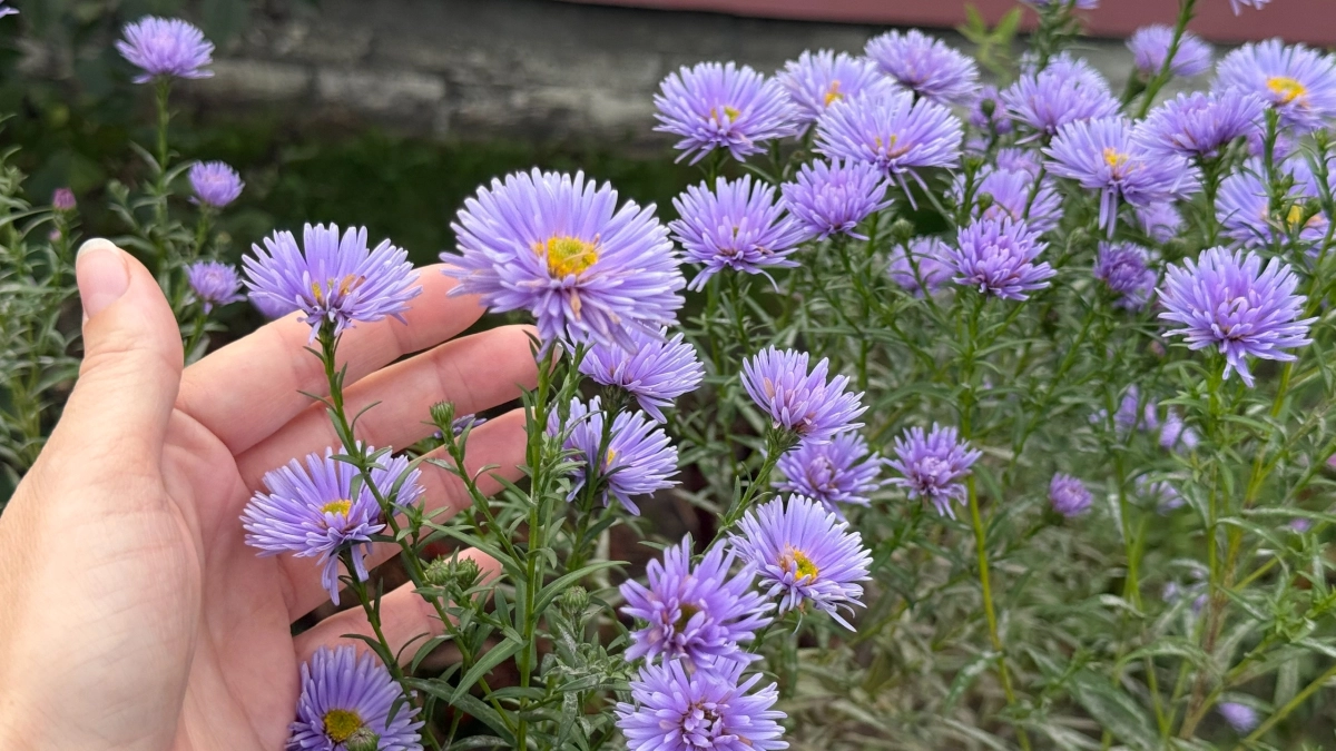 Какие цветы сеять на рассаду в марте: к маю получаем пышные кустики на весь огород — все соседи обзавидуются саду