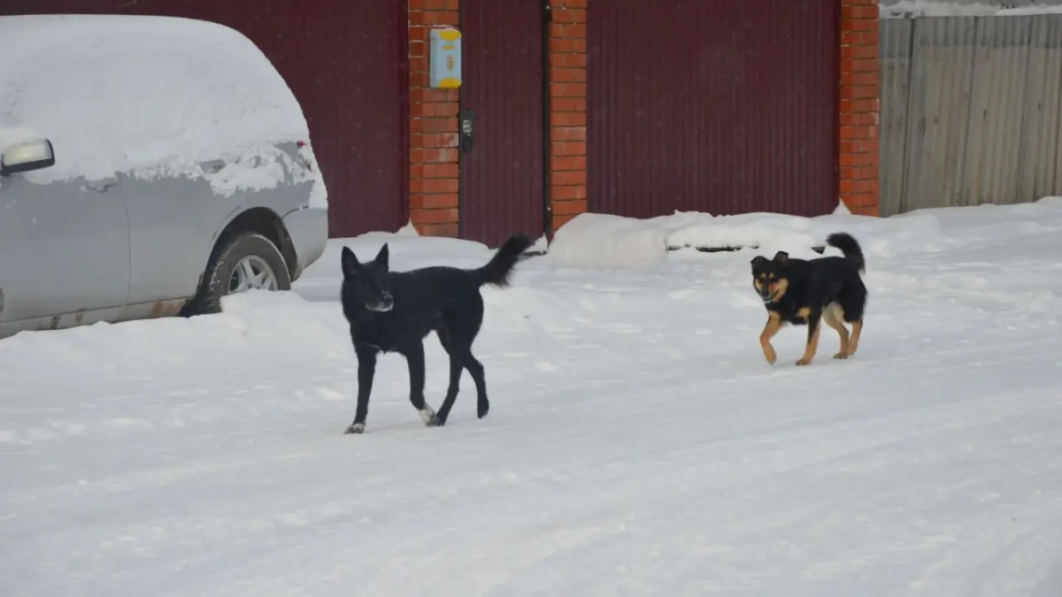 СК завел дело после нападения собак на женщину в Воронежской области