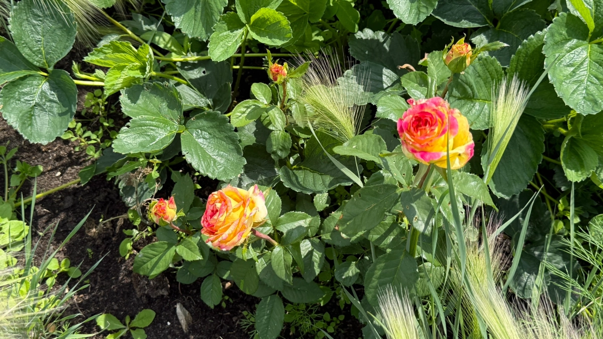 Неприхотливые растения-гиганты для сада: 8 многолетников, которые точно должны быть в вашем саду — делюсь любимчиками