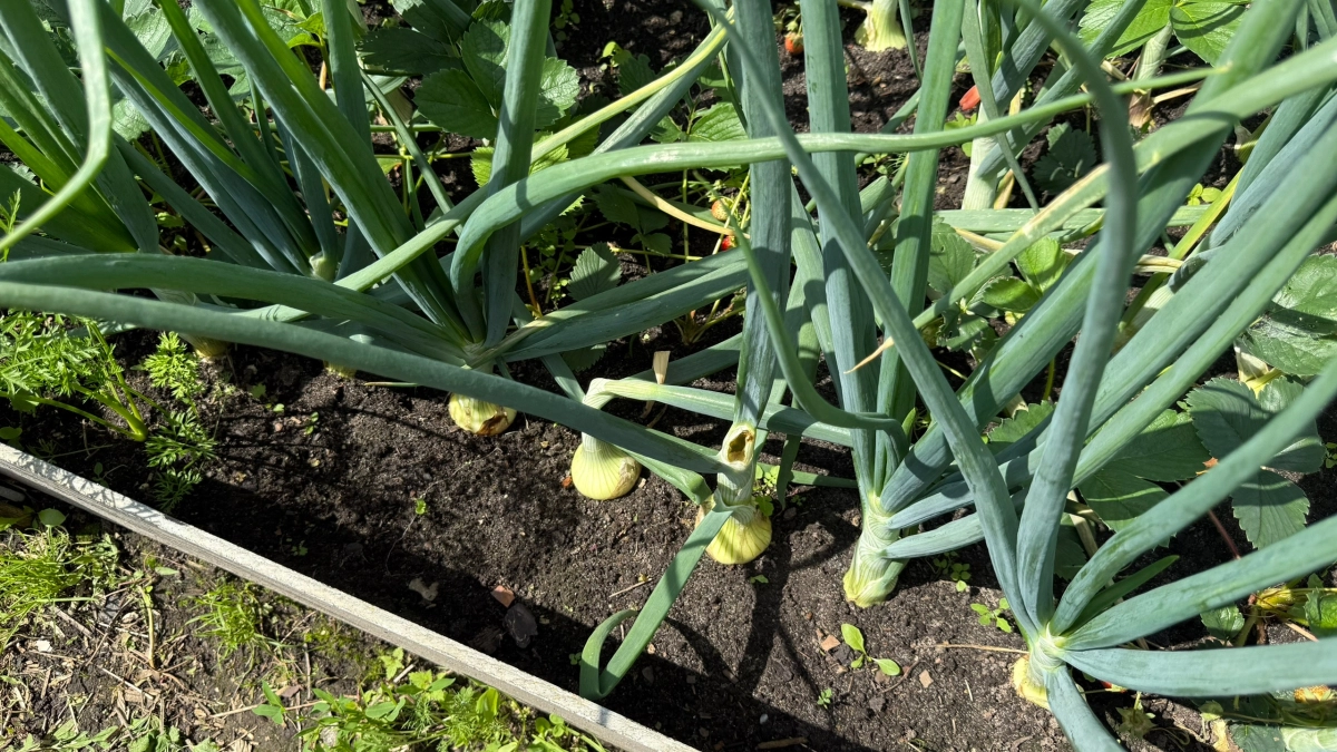 Чтобы лук не пошел в стрелку: когда сажать весной в открытый грунт — лунный календарь и советы для новичков