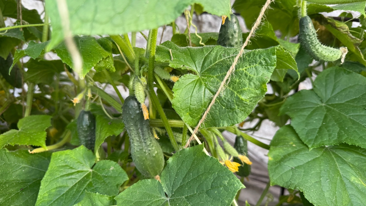 Огурцы не любят одиночества: какие растения-соседи превратят обычную грядку в оазис урожая. Запомните этот список
